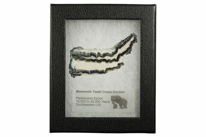 Mammoth Molar Slice With Case - South Carolina #349961